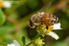 Apis mellifera