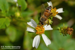 Apis mellifera
