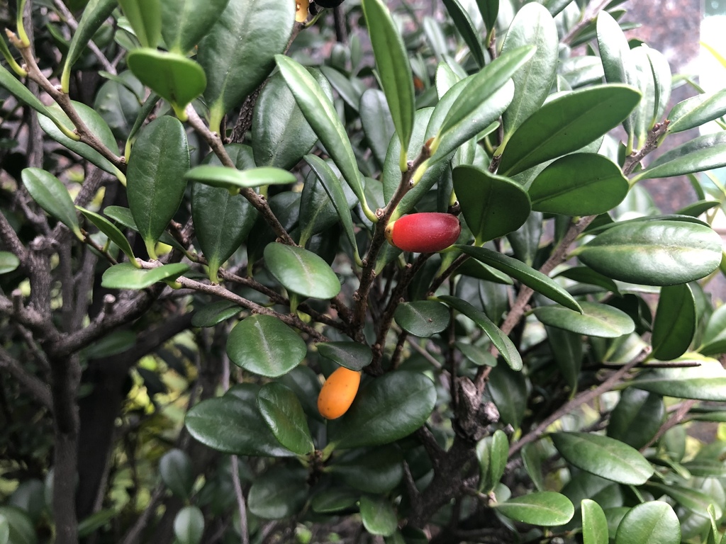 Diospyros ferrea