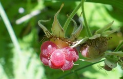 Rubus idaeus