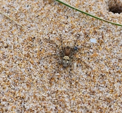 Arctosa perita