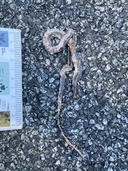 Masticophis lateralis lateralis