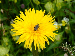 Brachyta interrogationis