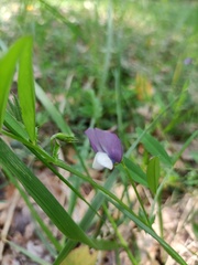 Vicia bithynica