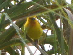Ploceus castaneiceps