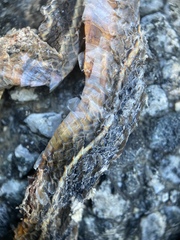 Masticophis lateralis lateralis