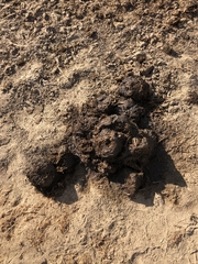 Hippopotamus amphibius