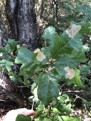Quercus sinuata