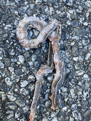 Masticophis lateralis lateralis