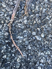 Masticophis lateralis lateralis