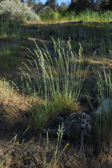 Poa secunda secunda