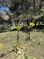 Verbascum speciosum