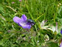 Brachyta interrogationis