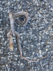 Masticophis lateralis lateralis