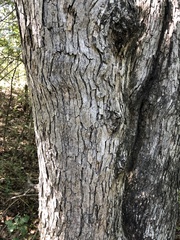 Quercus sinuata