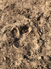 Hippopotamus amphibius