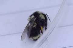 Bombus vancouverensis image