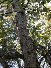 Quercus sinuata