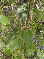 Smilax