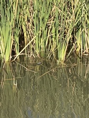 Typha