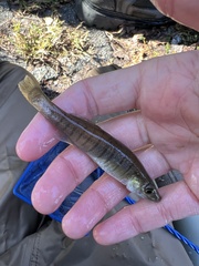 Fundulus waccamensis