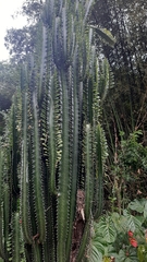Euphorbia trigona