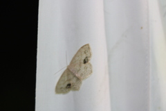 Scopula limboundata
