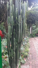 Euphorbia trigona