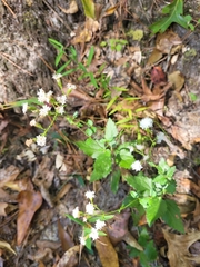 Ageratina aromatica
