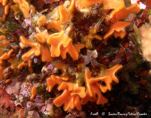 Representative image of Schizoretepora serratimargo