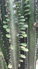 Euphorbia trigona