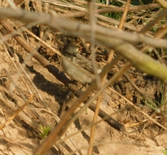 Serpophaga nigricans