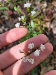 Ageratina aromatica