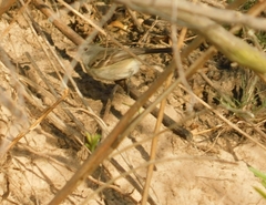 Serpophaga nigricans