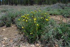 Potentilla gracilis fastigiata