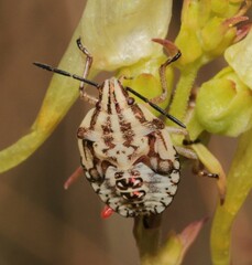 Carpocoris