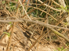 Serpophaga nigricans