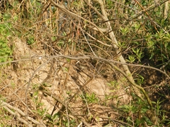 Serpophaga nigricans