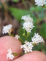 Ageratina aromatica