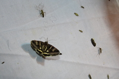 Drasteria grandirena