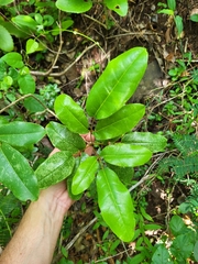 Tabebuia heterophylla