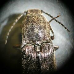 Actenicerus siaelandicus