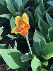 Canna × generalis