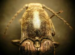 Actenicerus siaelandicus