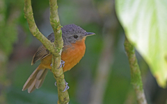 Cercomacroides parkeri