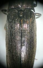 Actenicerus siaelandicus