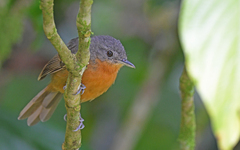 Cercomacroides parkeri