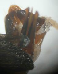 Actenicerus siaelandicus