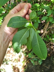 Zanthoxylum schreberi