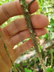 Zanthoxylum schreberi